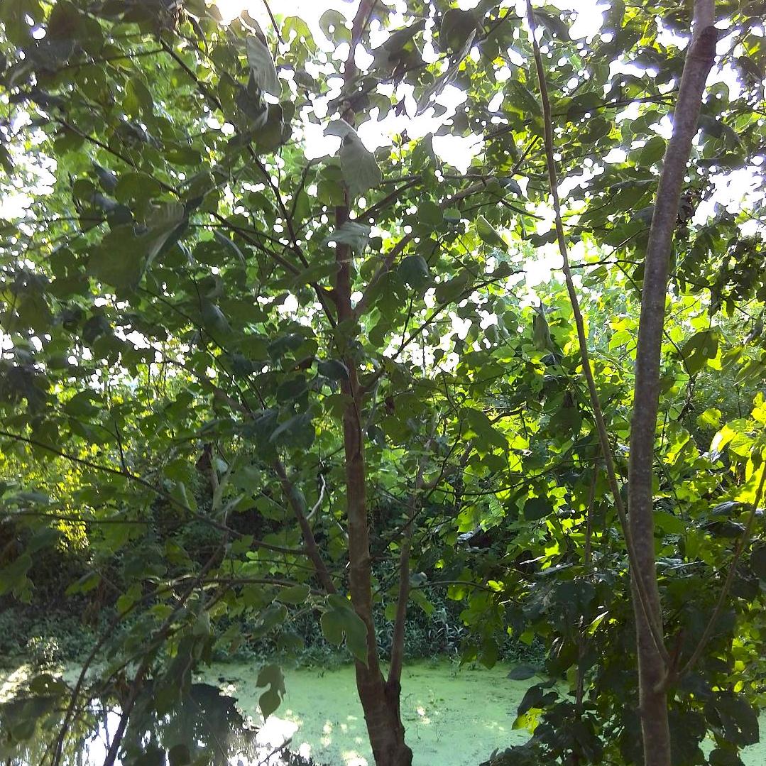 祥云瑞气（自省版）