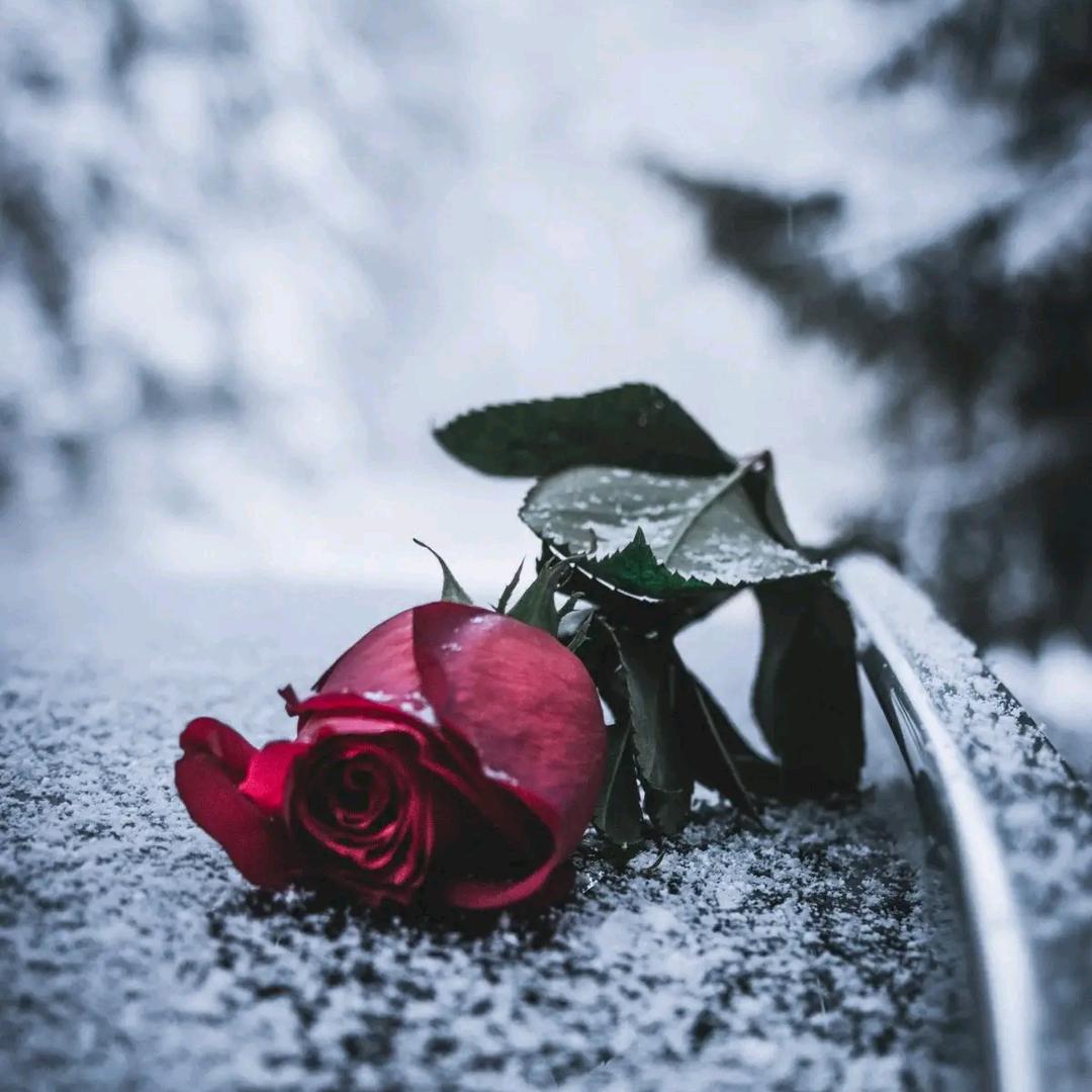 ↣及魚安娟 ᭄