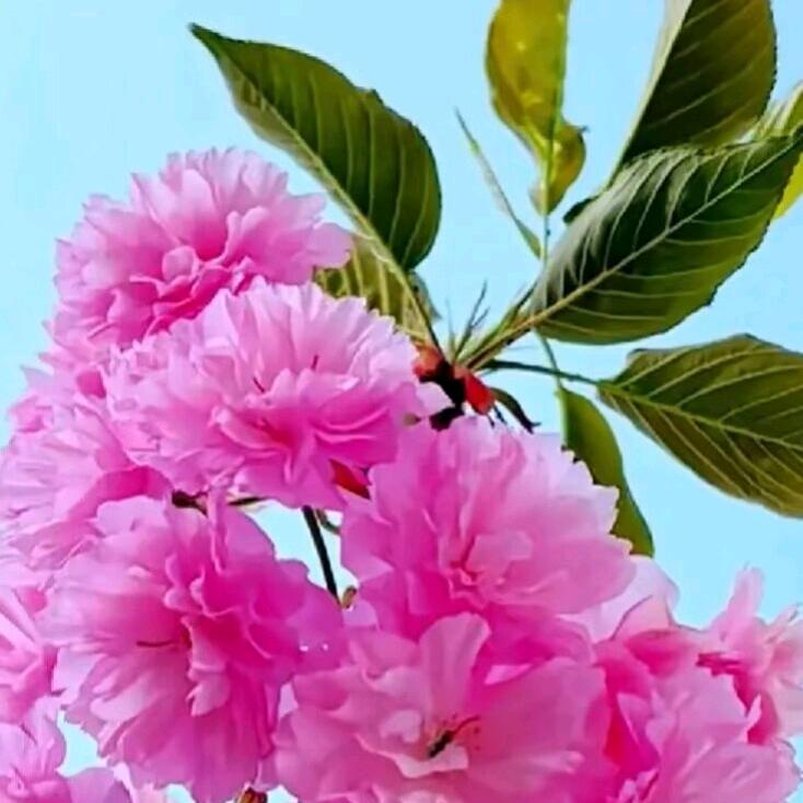 芙蓉茶