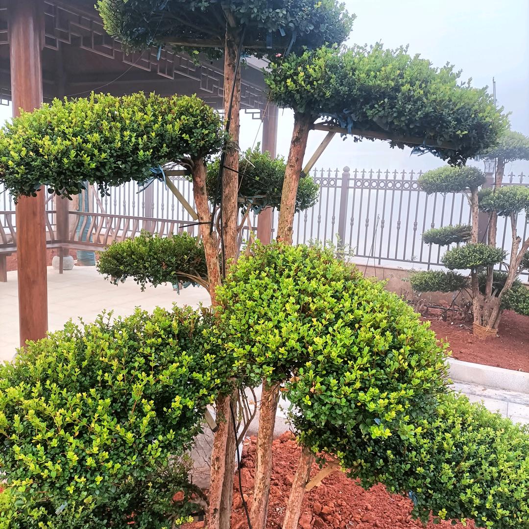 77🐍4.1🐍一叶小舟