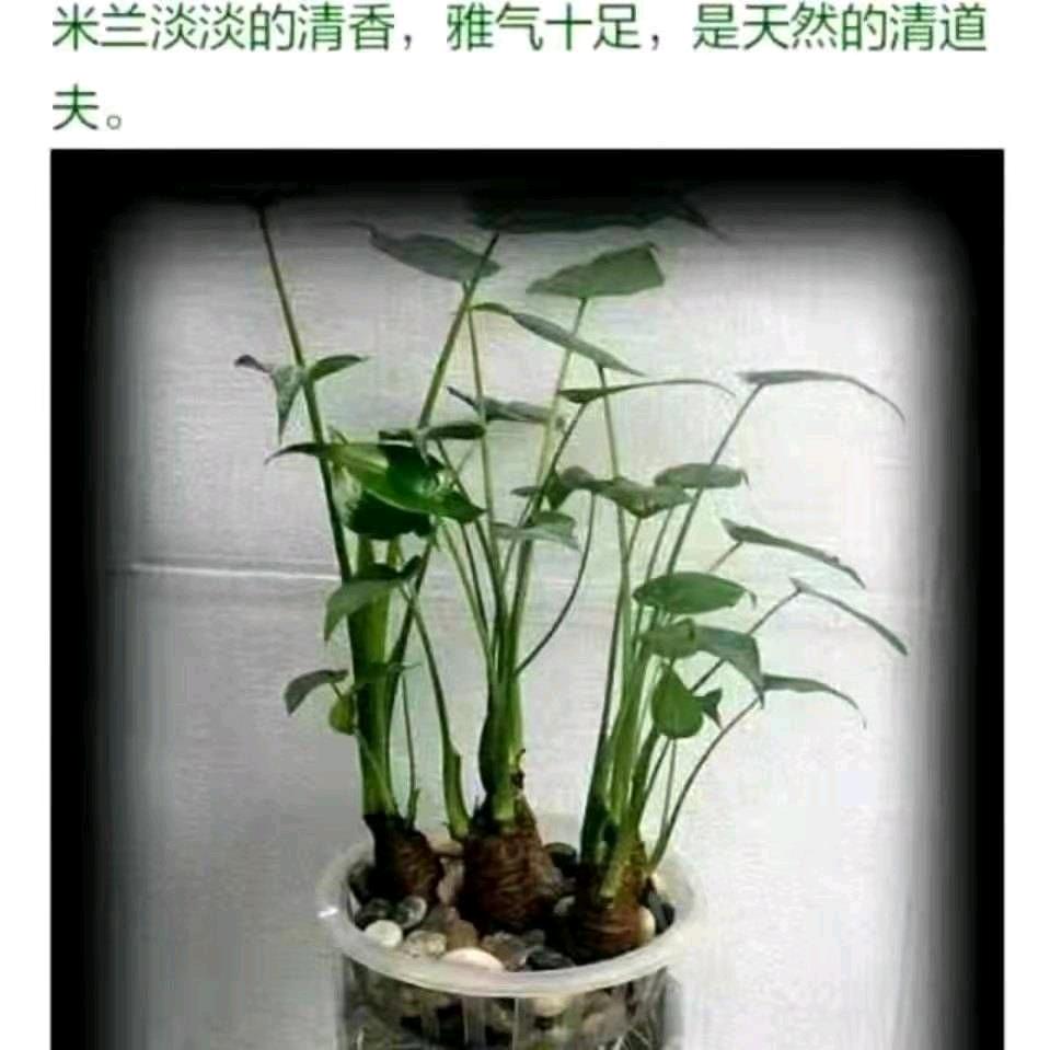 兰〈拒私聊〉