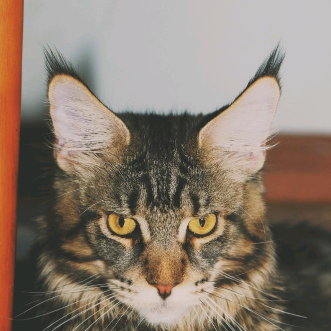 Aatami(阿塔米)缅因猫舍