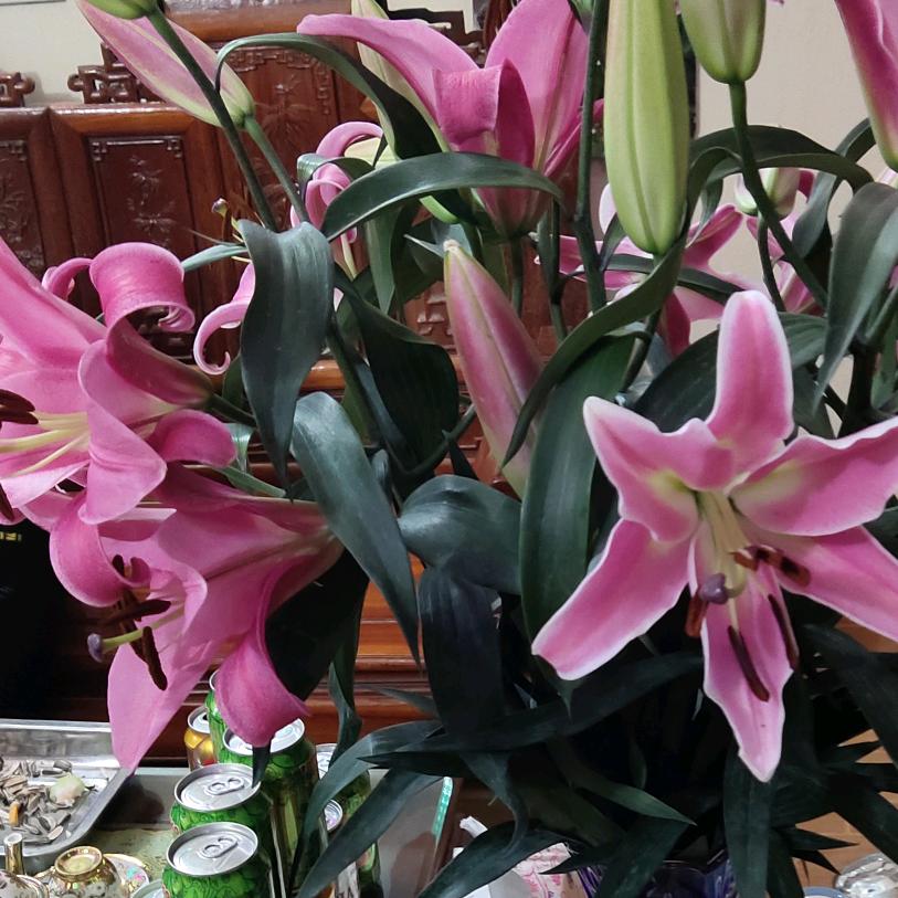 越南小青嫁陕西宝鸡，中越夫妻
