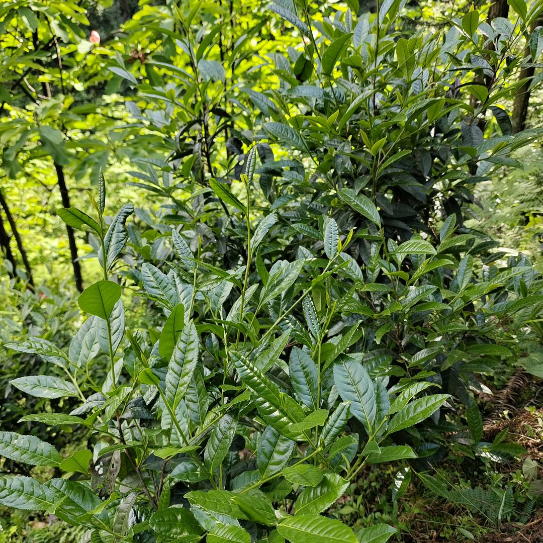 高马私家茶辉哥，黑茶，红茶，白茶。等
