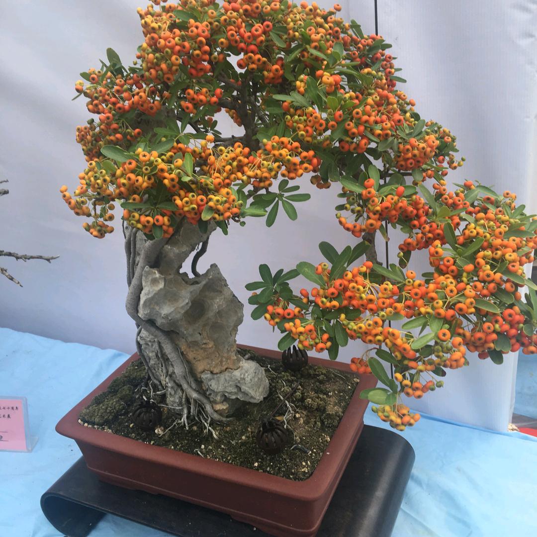 华茂祥和