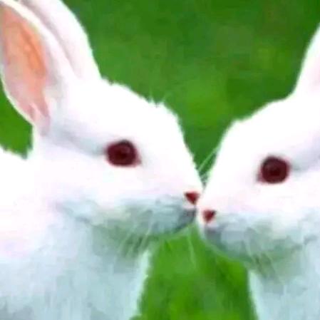 菊