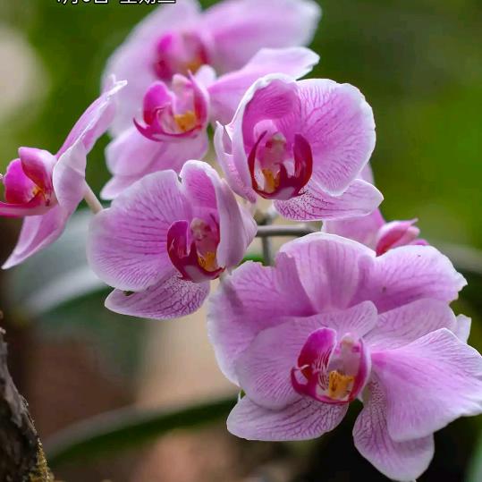 春暖花开