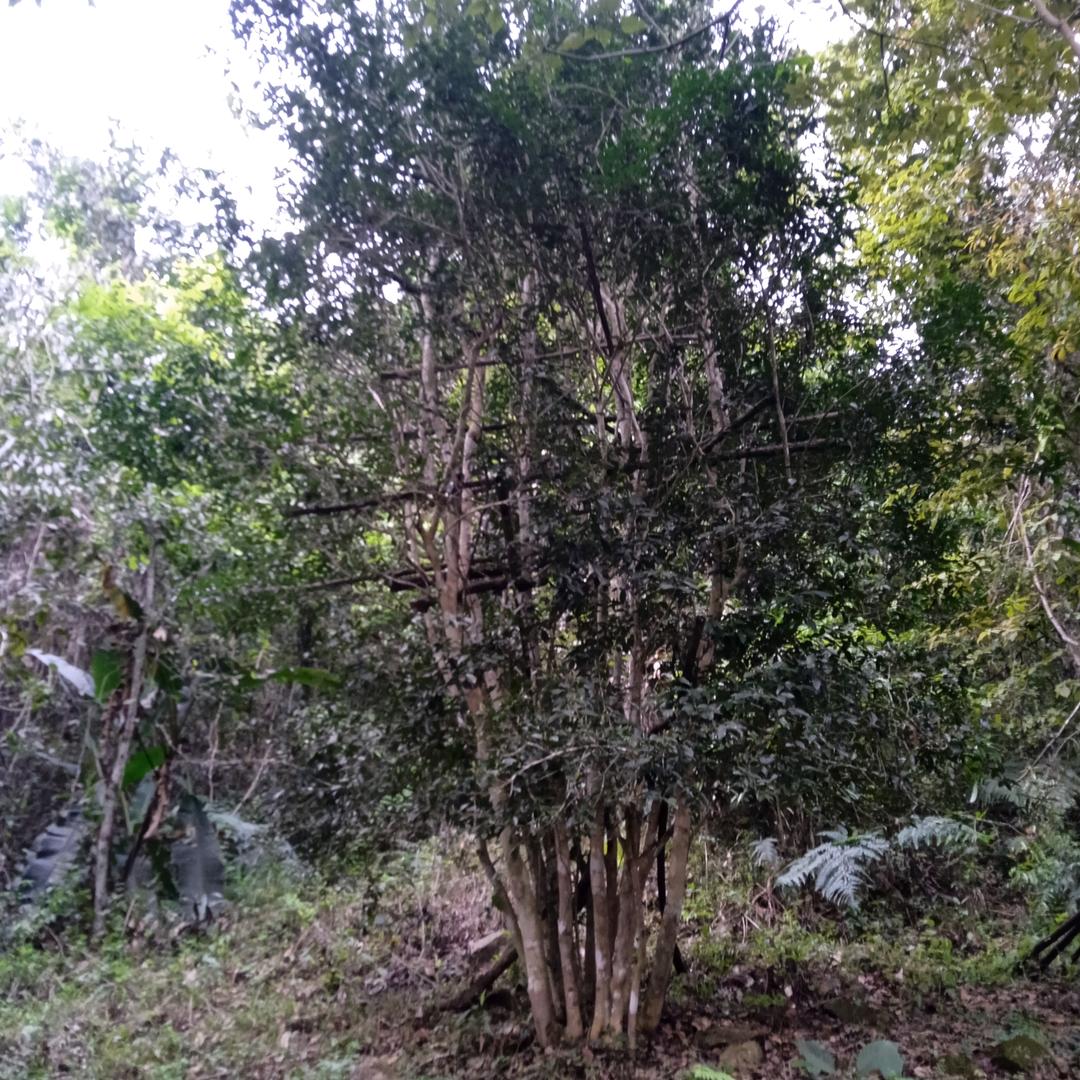《巴达山》布朗曼迈兑