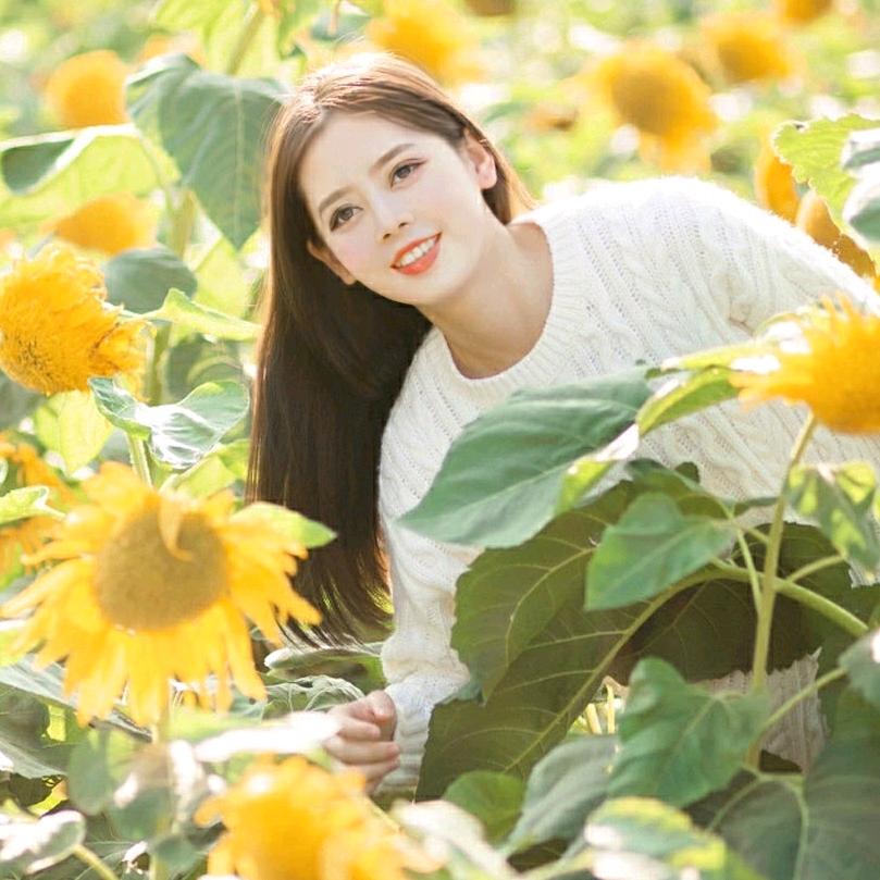 葵花彩云
