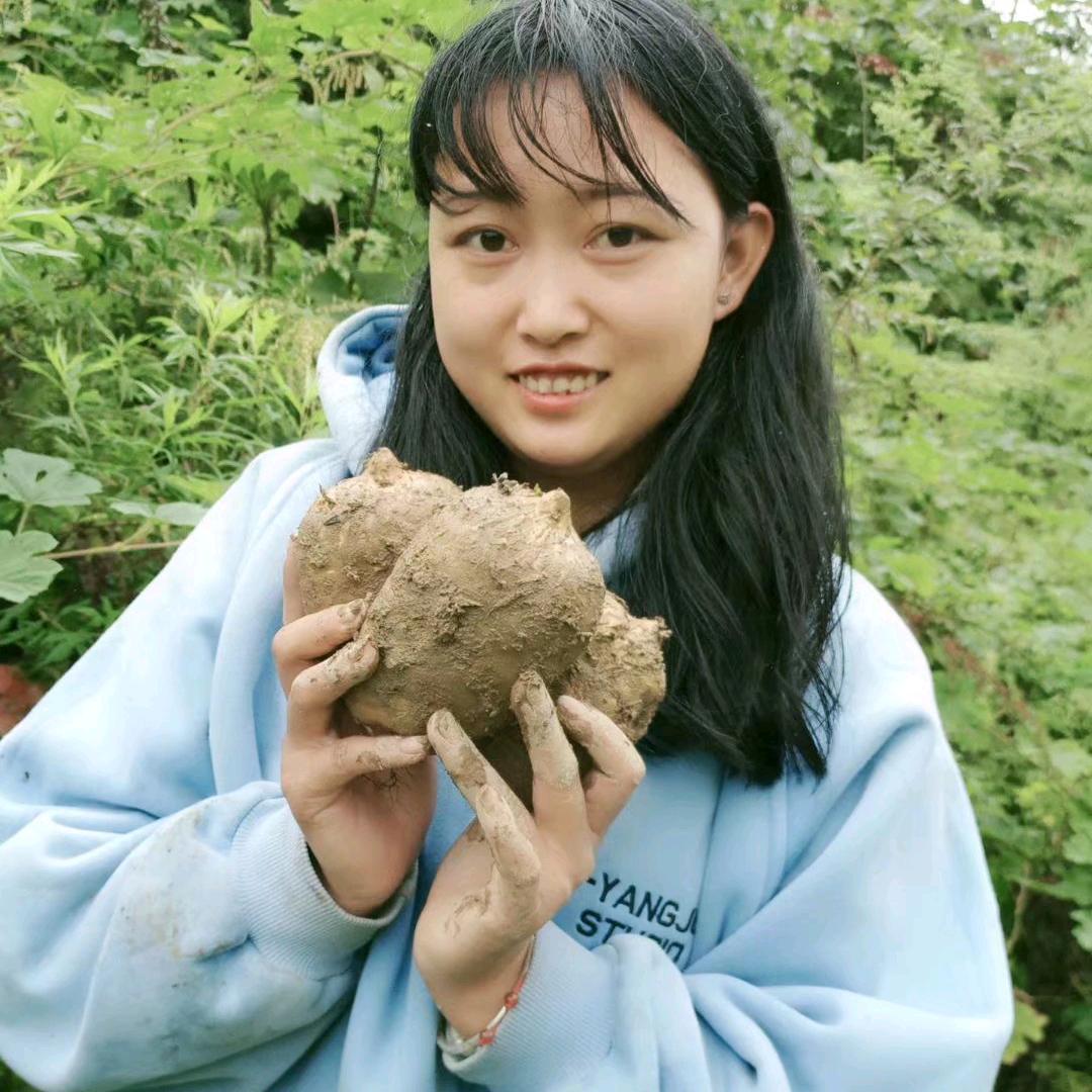 顾大大天麻两菌