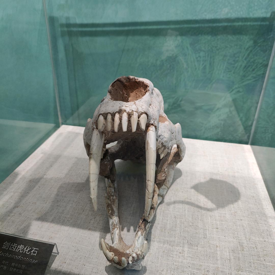 天天天来财
