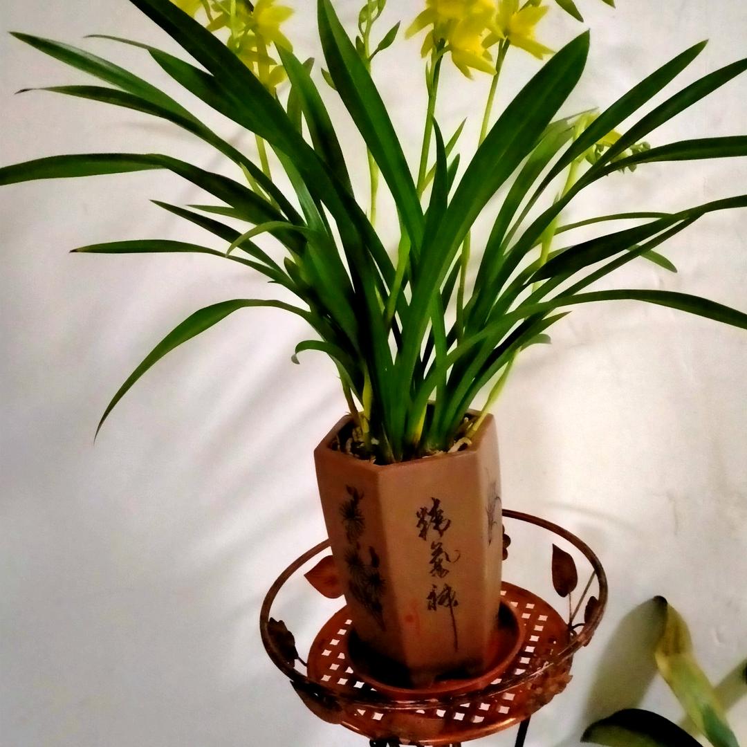 沫沐