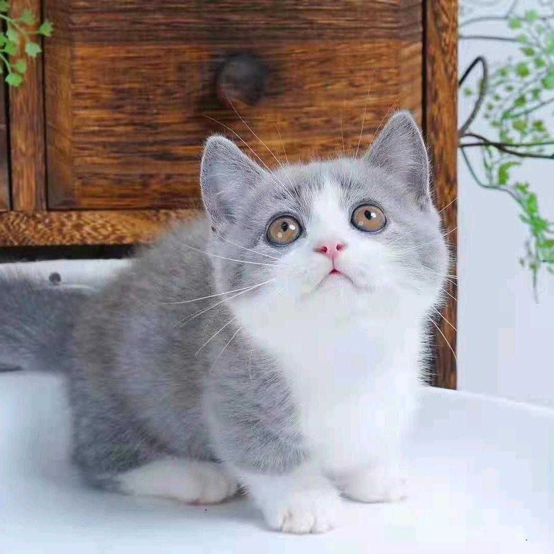 自在牛
