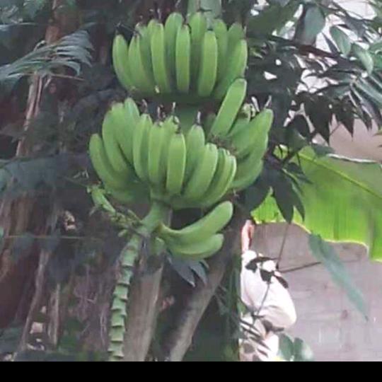 老杨拍聊城