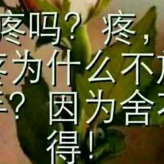 春哥