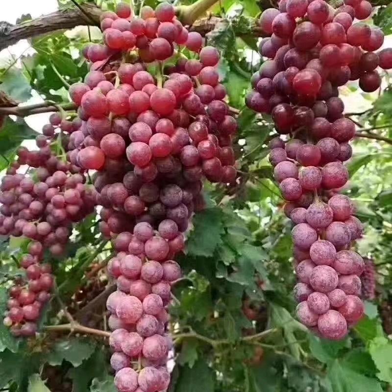 隔山打牛 你们见过吗 :