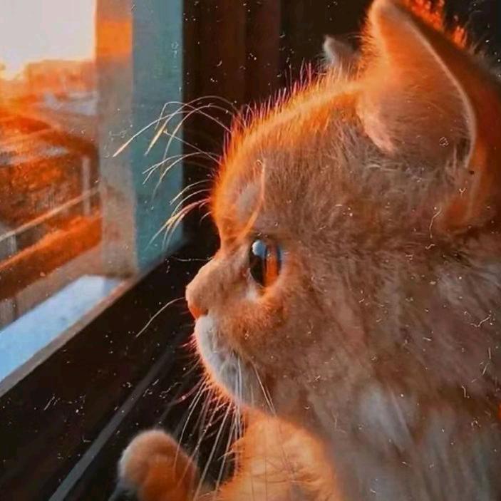 仙.肥波^