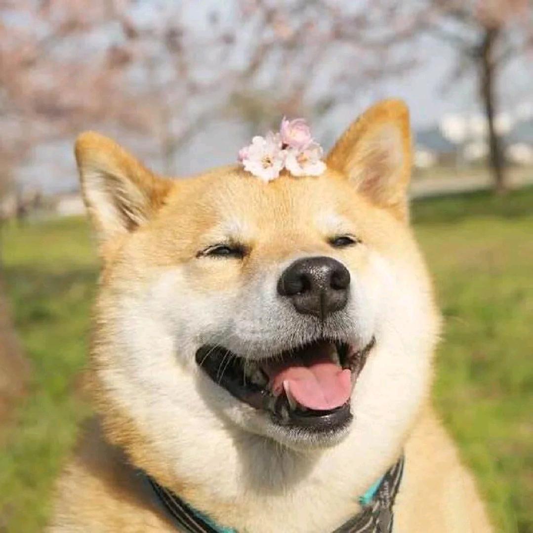 牢猪