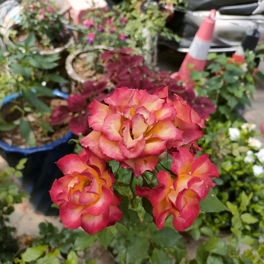 小麦部 好物在橱窗