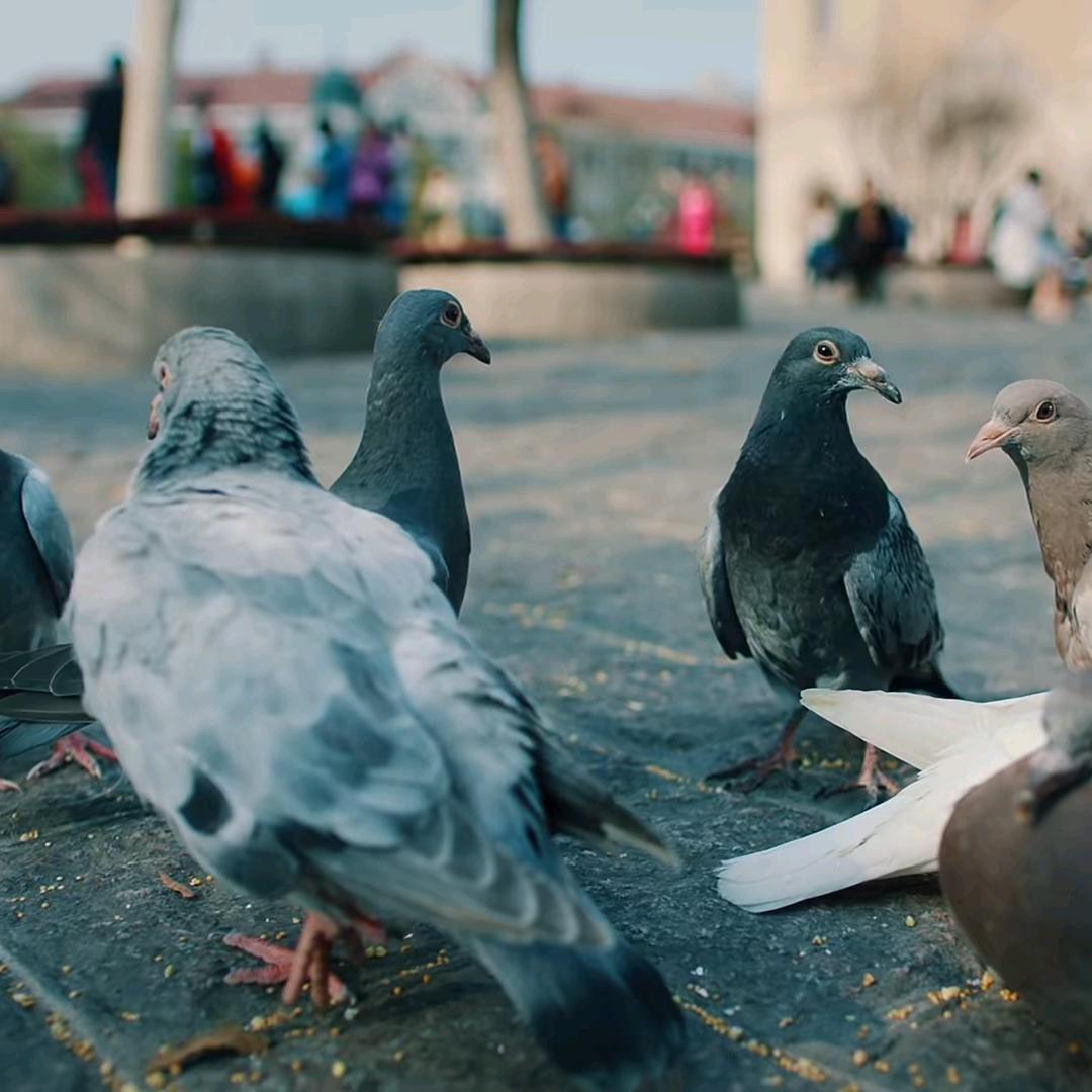 邹城市陕鲁工坊手工凉皮店