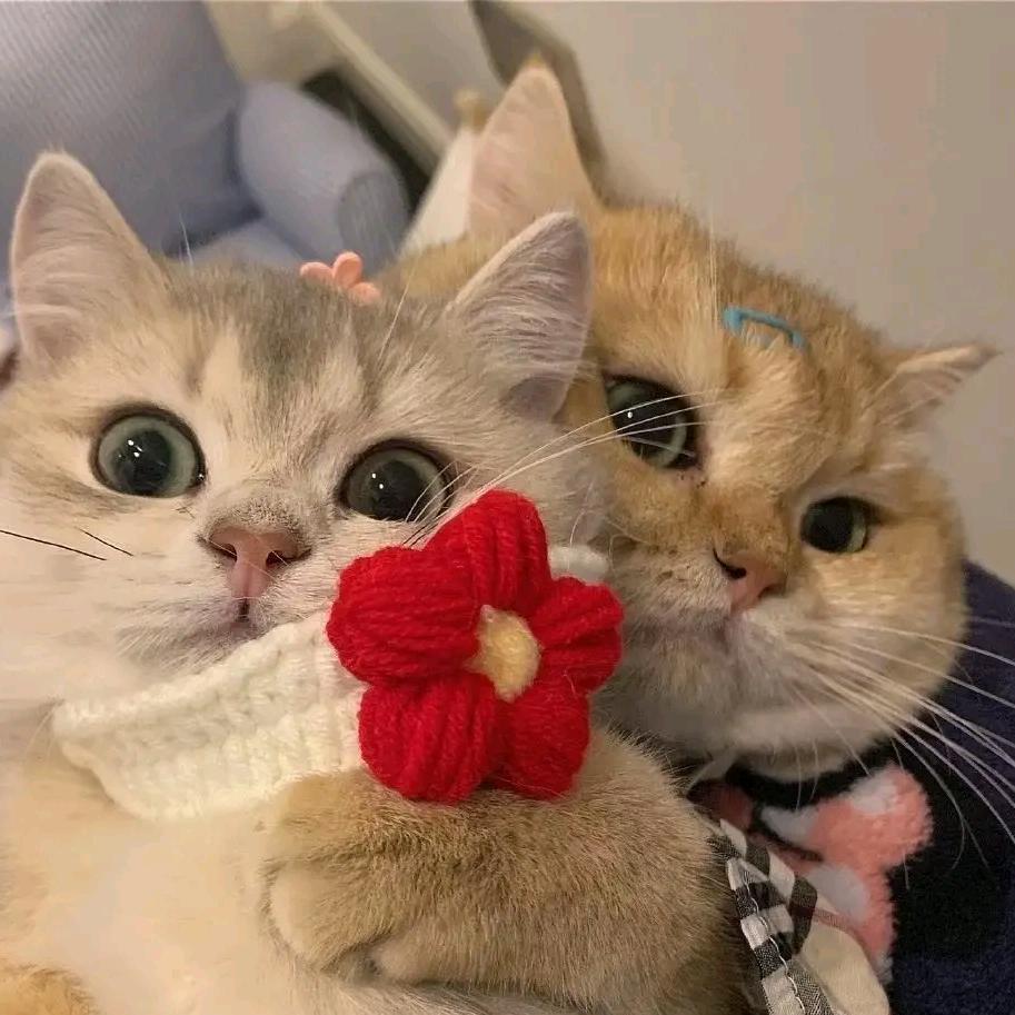 是肥魚魚嗎.🪅