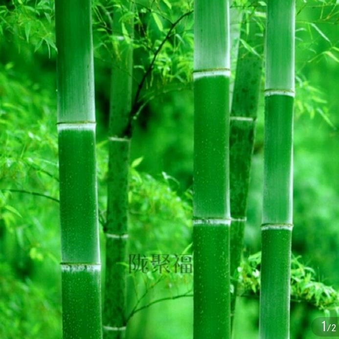 富贵竹
