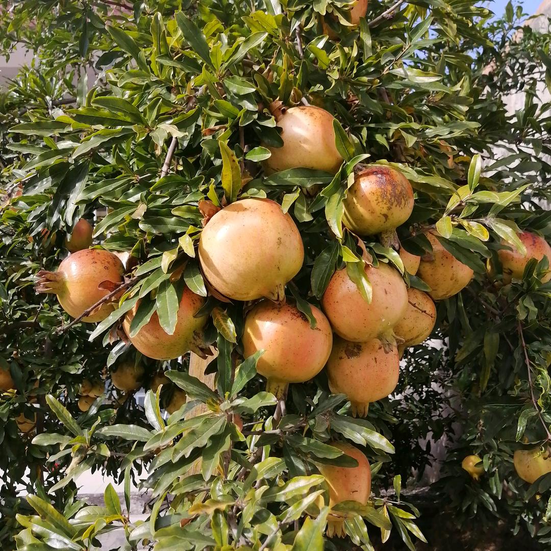 一生平安