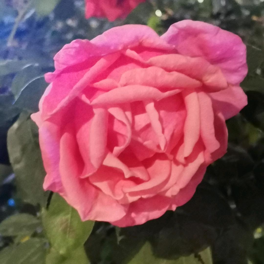 彩椒