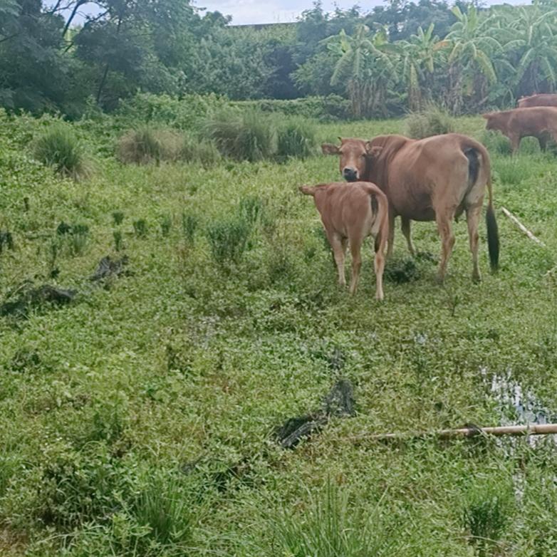 土猪肉销售