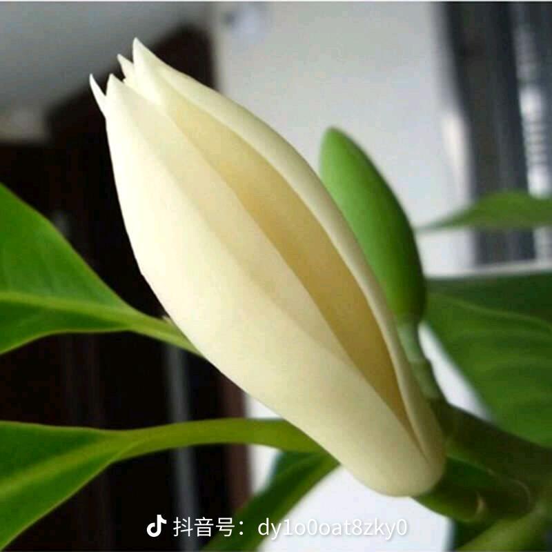 清$
