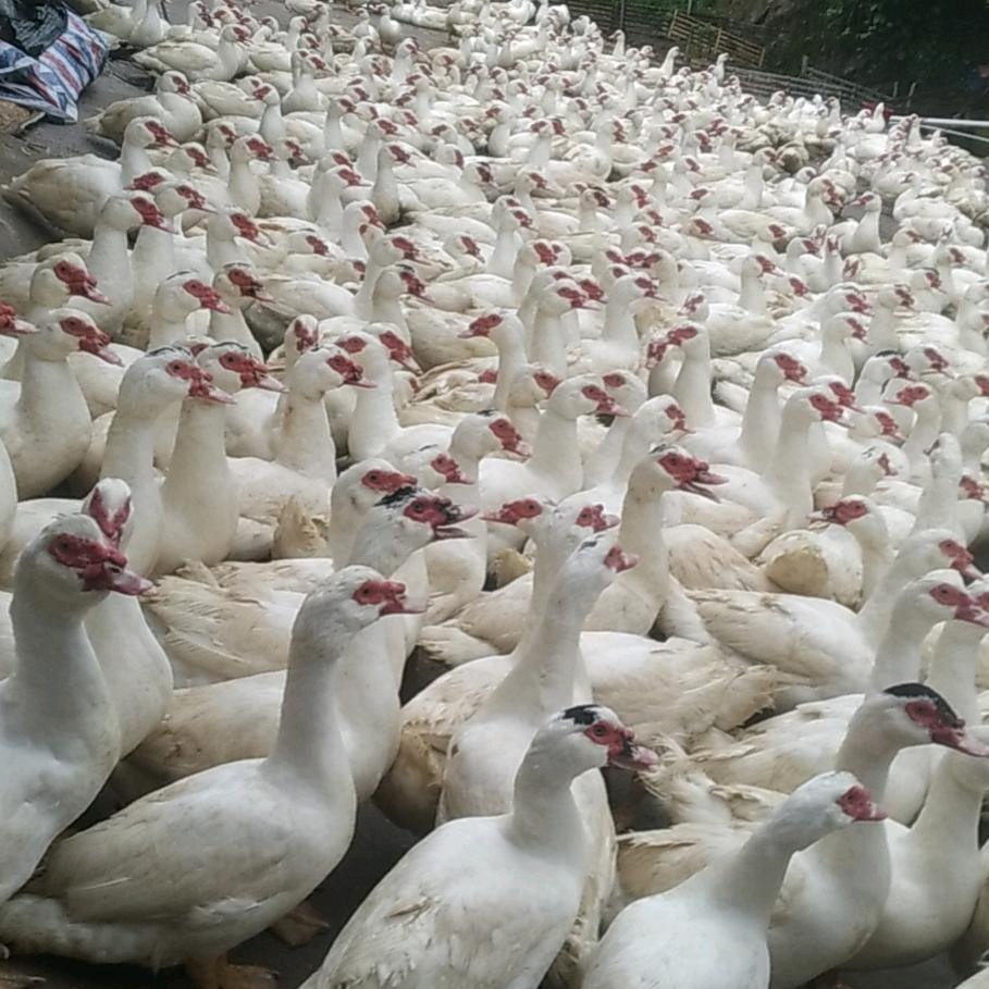 仙游顺旺鲜蛋创意屋