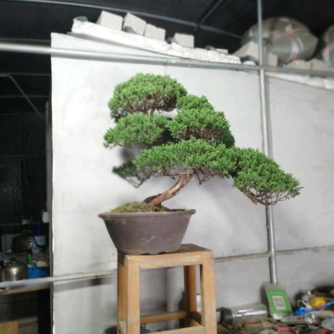 盆景（情系盆景）