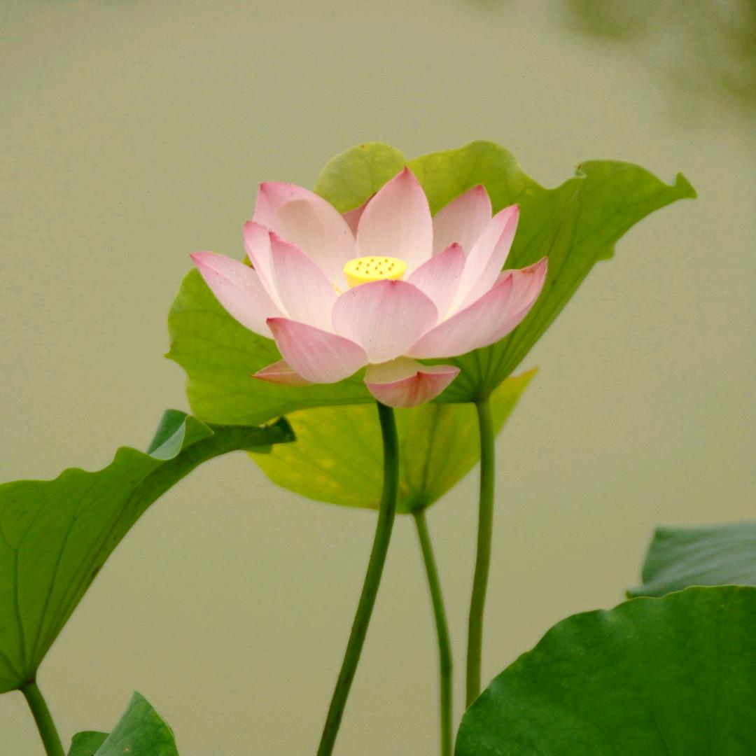 悟之道 Li