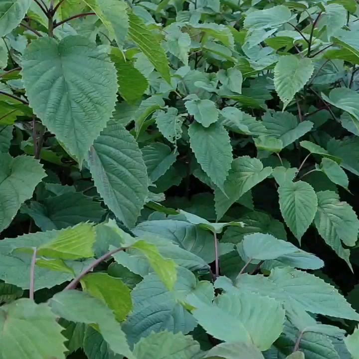 利川市绿山苗木种植销售合作社