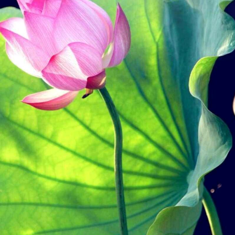 甲二万