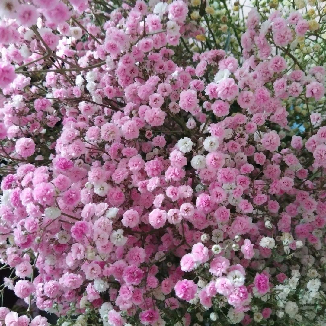 李兰兰
