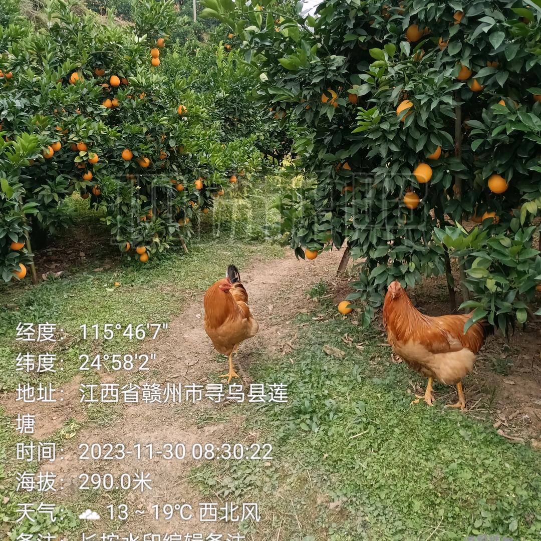 寻乌县百亩地果园