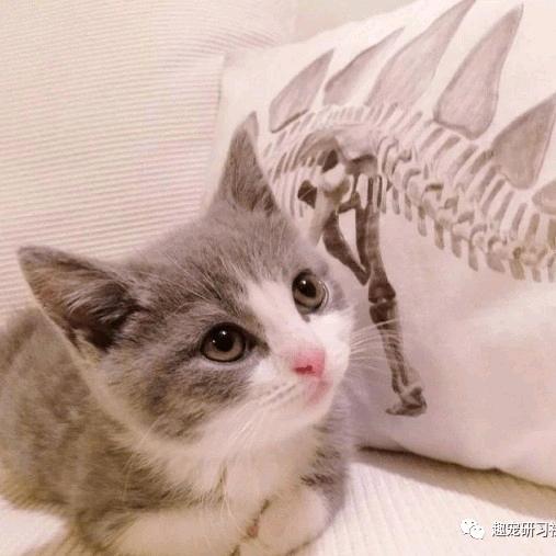 大小姐驾到