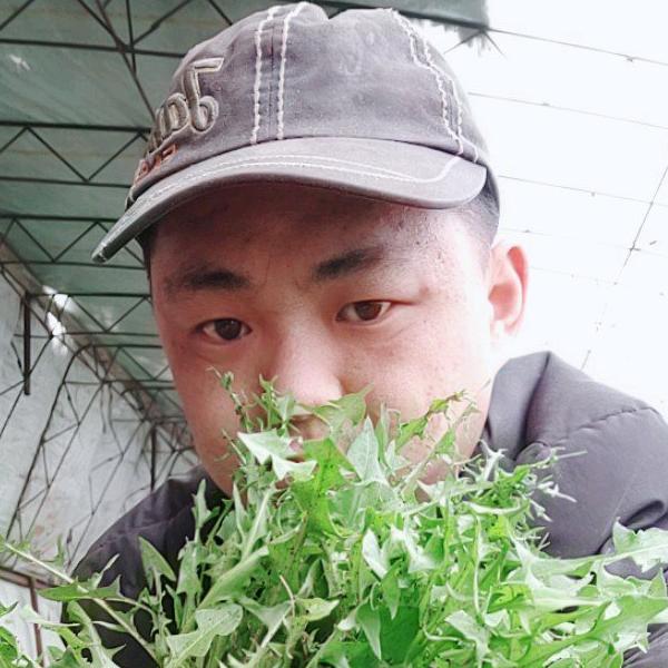 婆婆丁(蒲公英)种植