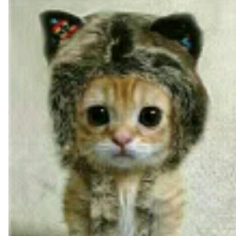 虎子（🐯🐯🐯）