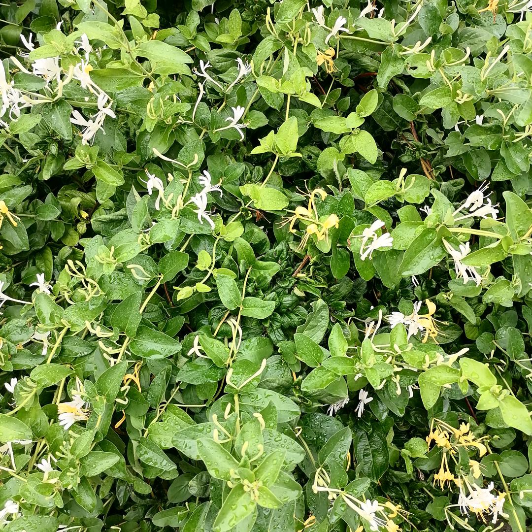 刘美英简单平安快乐