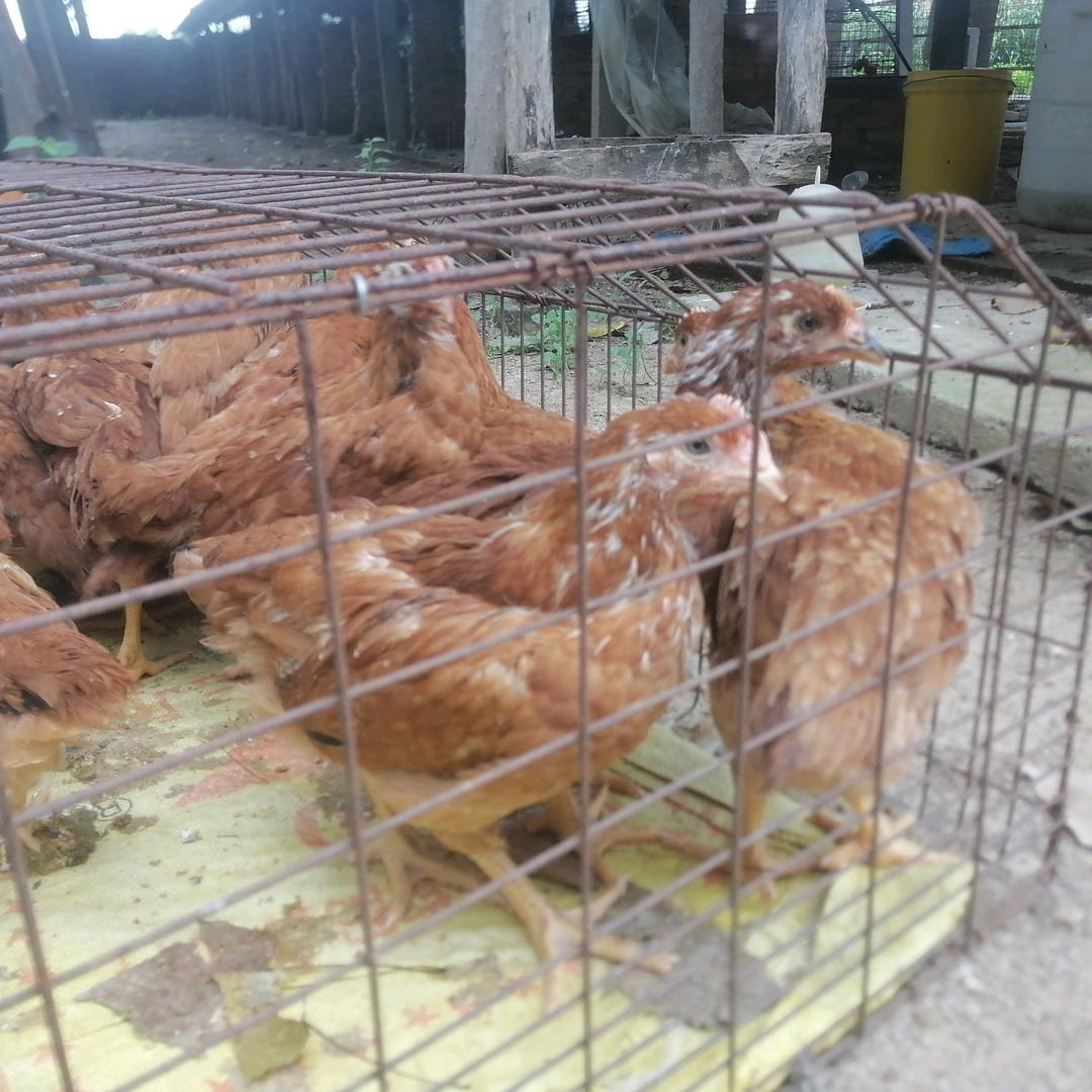 你好，红公鸡专卖