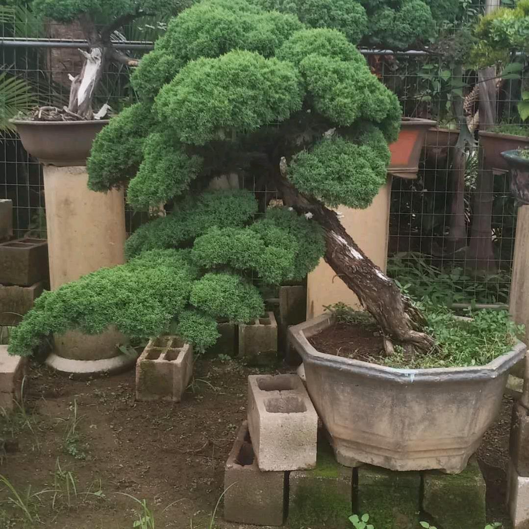 苏煌盆景苗木