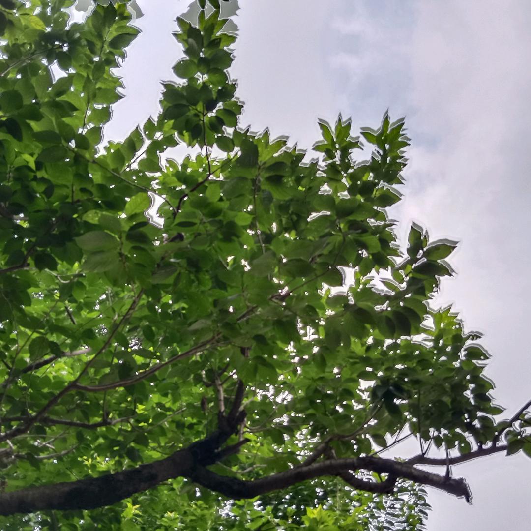 风景