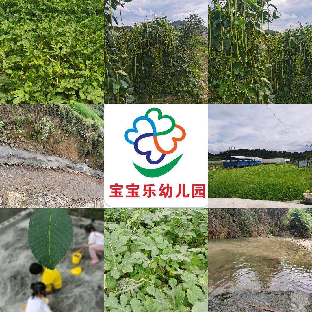 宝宝乐总园——喜杨杨园长