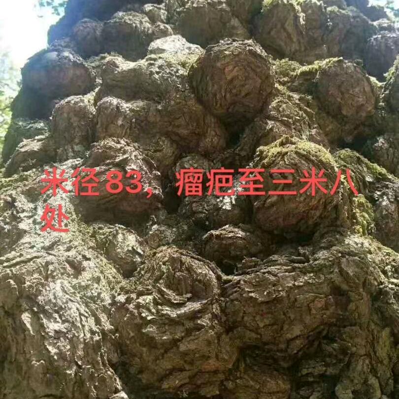 继哥
