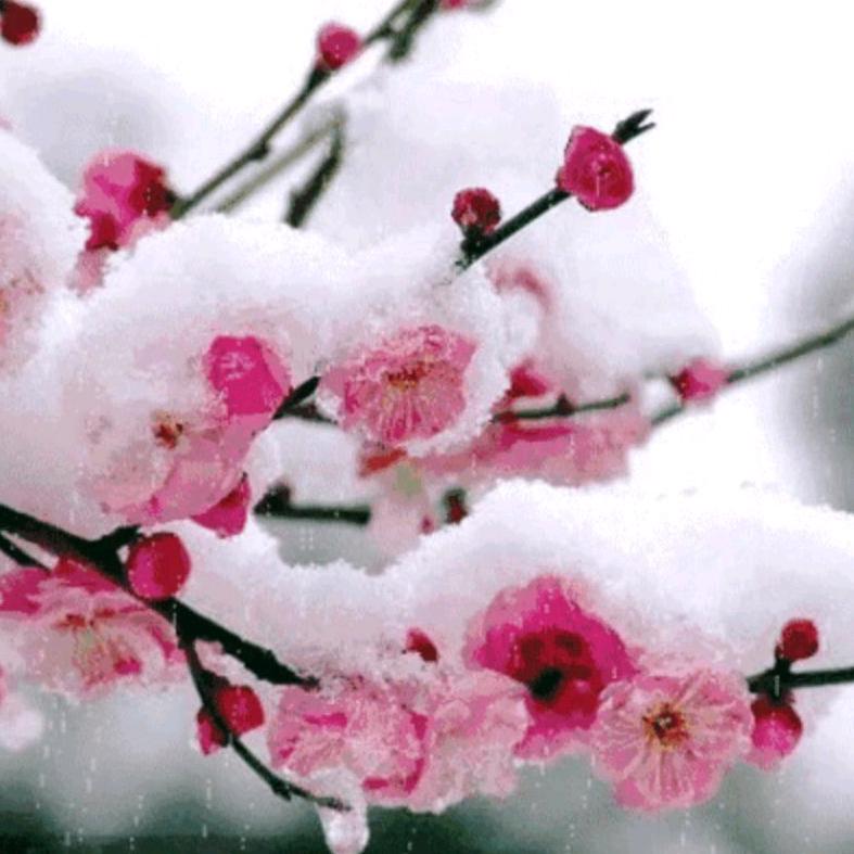 ，冰雪