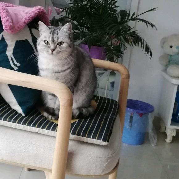 小七是只猫咪巜拒绝私聊》