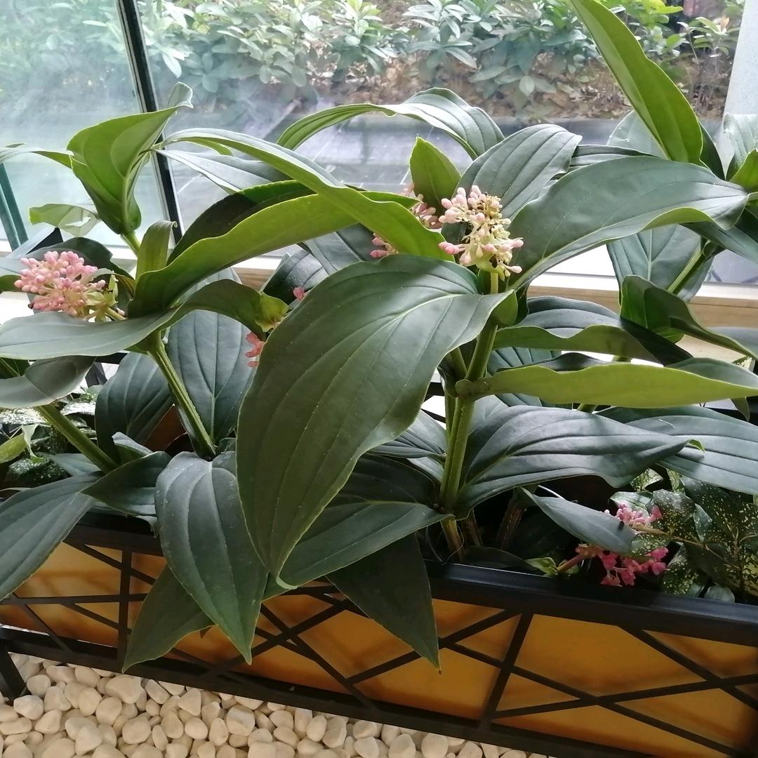 四季花开