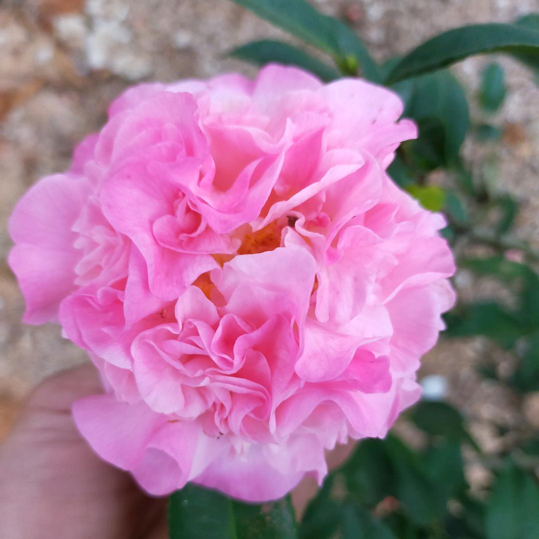 (⑉°з°)-♡爱由心生